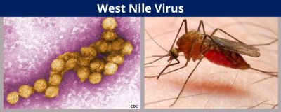 IMMAGINE WEST NILE